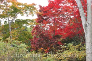紅葉 紅葉